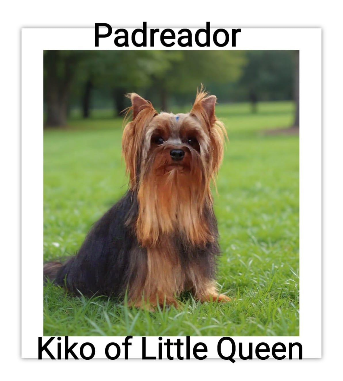 Kiko of the little nao existe